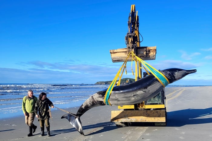 Dissecting the world’s rarest whale – in pictures Jim Fyfe and Tūmai Cassidy, both conservation rangers, walk with the rare spade-toothed whale, Mesoplodon traversii, after it was found washed ashore on the South Island beach in New Zealand on 5 July.Photograph: Department of Conservation/AP