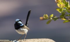The male superb fairywrens are known for their blue feathers