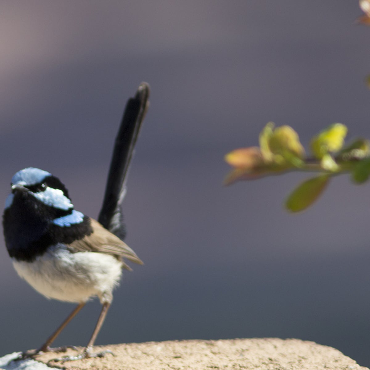 Superb Fairywren Crowned 2021 Australian Bird Of The Year Winner In Hotly Contested Vote Australian Bird Of The Year 2021 The Guardian Superb Fairywren Crowned 2021 Australian Bird Of The Year Winner In Hotly Contested Vote Australian Bird Of The Year 2021 The Guardian