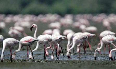 Flamingos at Sewri.