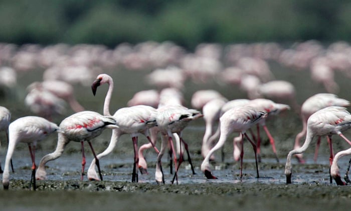 A Double Edged Sword Mumbai Pollution Perfect For Flamingos Cities The Guardian