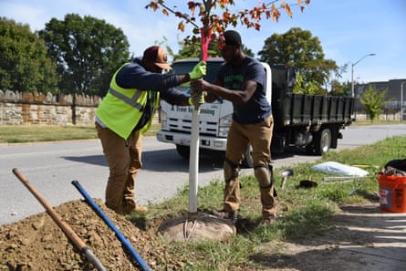 Baltimore Tree Trust crew members plant a Red Maple in the Johnston Square neighborhood of Baltimore.