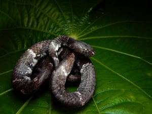 Snake curled up on large leaf
