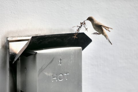 Uma fêmea de tentilhão-doméstico carrega um pequeno galho para seu ninho dentro de uma abertura de ventilação em uma casa em Seattle, Washington.