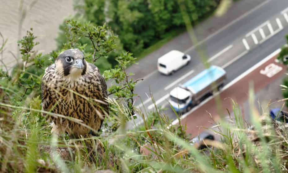A juvenile peregrine falcon perched on a cliff above a road in Bristol, England. 