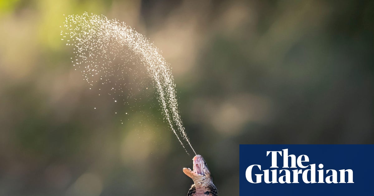 Risk of snakebites increasing as reptiles adapt to changing world, says study