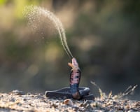 Mozambique spitting cobra ejects venom into the air while being coiled on the ground
