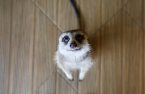 A meerkat in the petting room at the Little Zoo Cafe, on the outskirts of Bangkok, Thailand