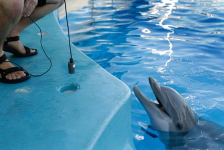 a researcher places a mic in front of a smiling dolphin