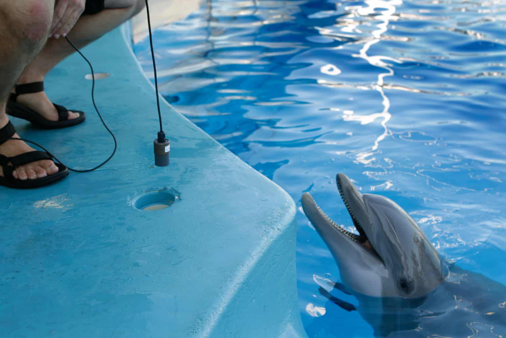 a researcher places a mic in front of a smiling dolphin