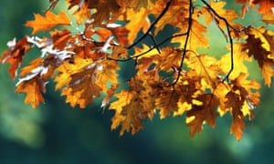 autumn leaves