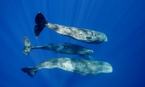 A small pod of sperm whale calve