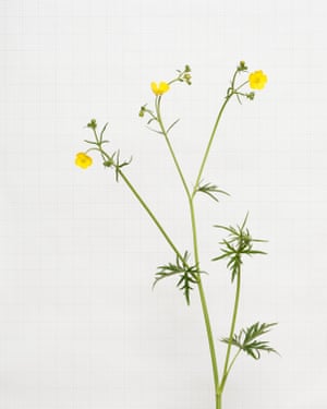 Flor silvestre Meadow Buttercup fotografada por Kathryn Martin