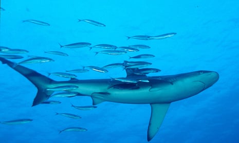 Galapagos sharks live in the temperate waters off the Kermadec Islands.