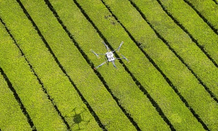 An unmanned aerial vehicle spreads fertilizer over a tea farm at Kipkebe Tea Estate in Musereita, Kenya.