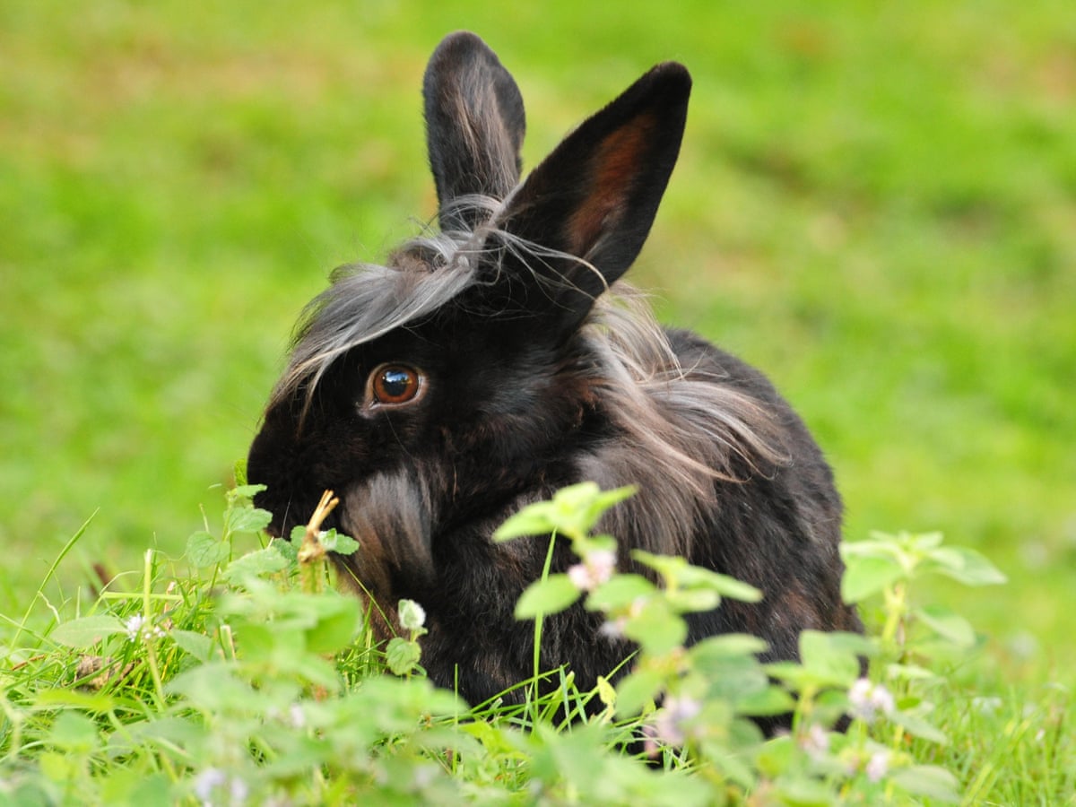 domestic rabbits plagued by diseases