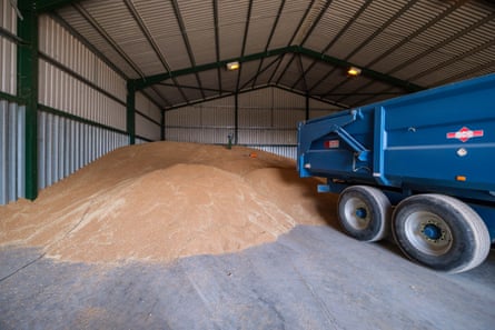 Large pile of grain in the corner of a massive shed
