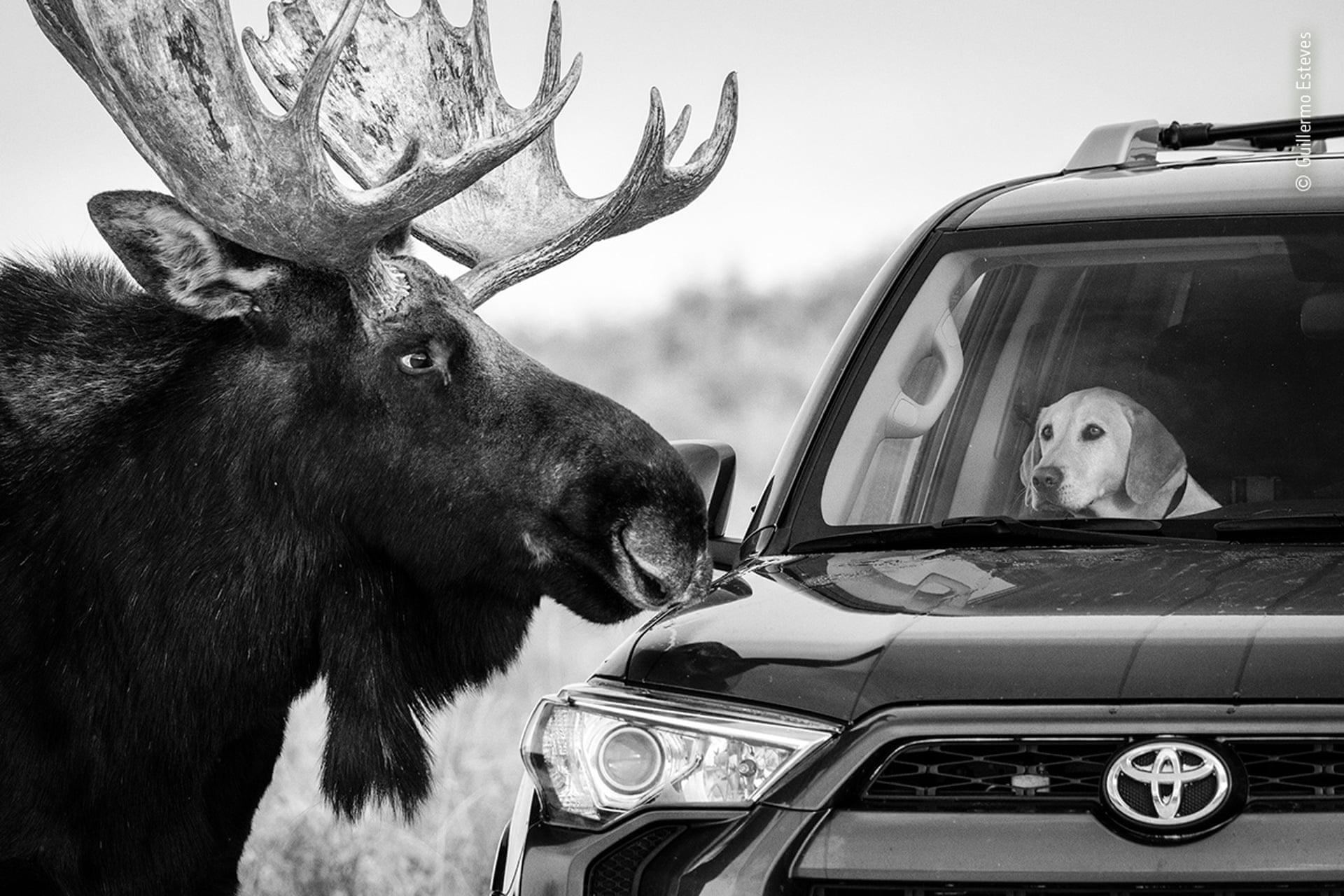 Wildlife photographer of the year 2020: people's choice awards revealed