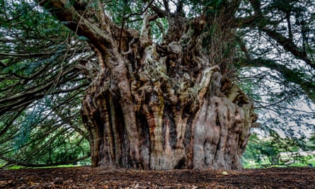 An ancient yew near Wraysbury in Berkshire, England.