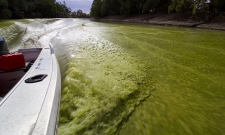 Blue-green algae bloom at Menindee Weir