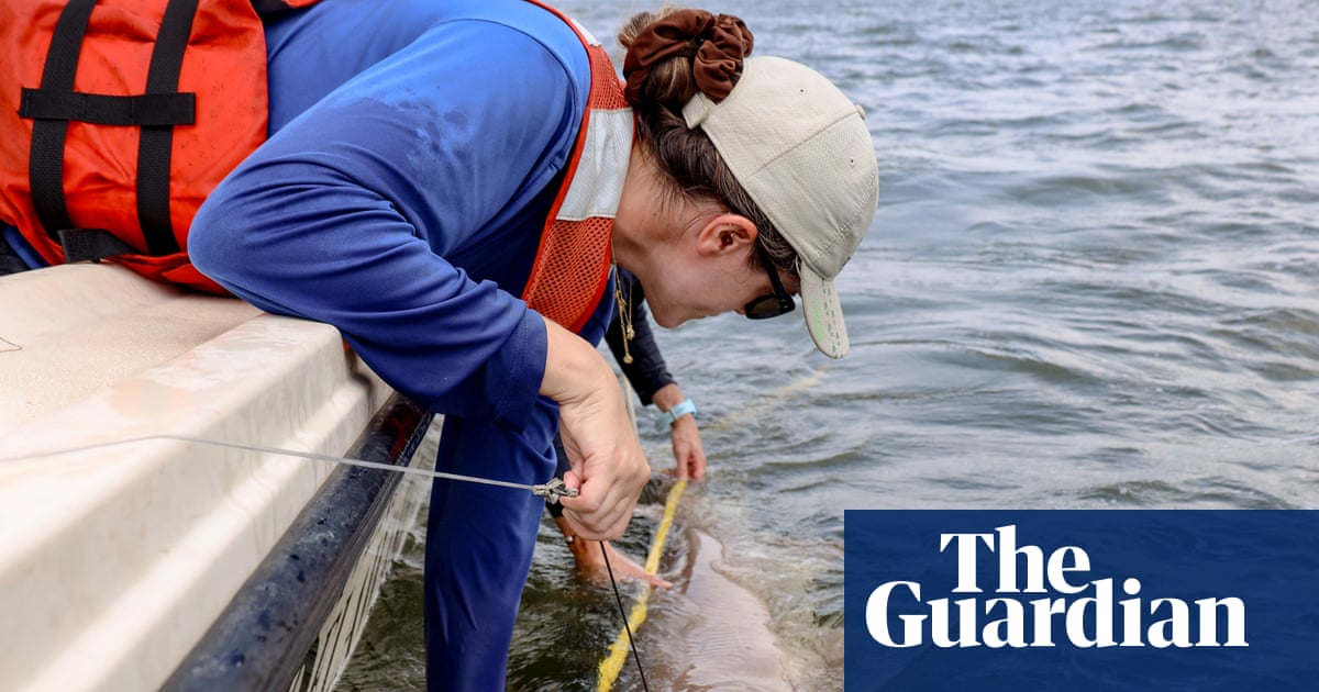 Delaware Bay's Sand Tiger Shark Loophole