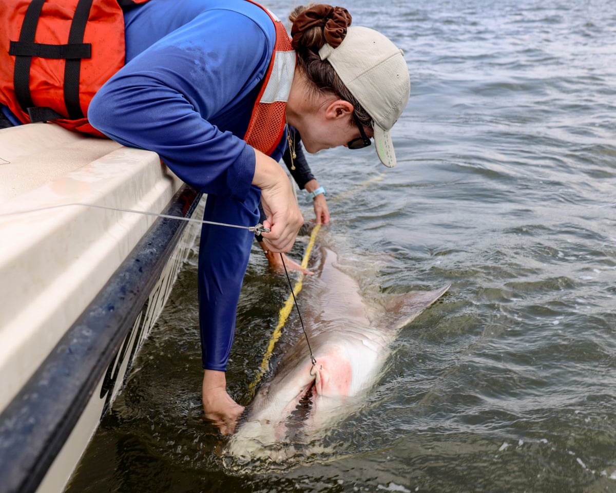 Protected US sharks are captured for foreign aquariums