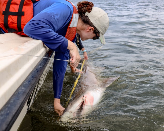 Image accompanying the story: ‘Like selling wolves from Yellowstone’: how protected US sharks are being sold off to foreign aquariums