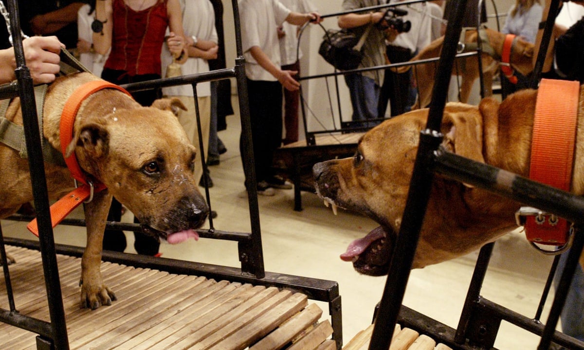 Can mistreated dogs ever be considered art? | Animal welfare | The Guardian