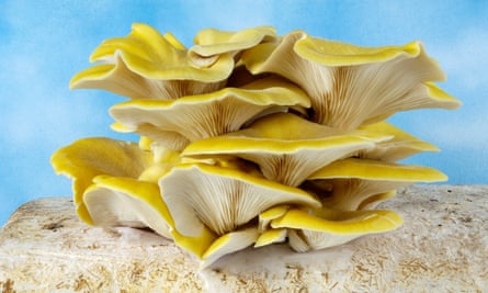 Branched oyster mushrooms