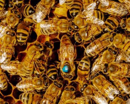 A close-up of a densely packed swarm of bees at Bybi