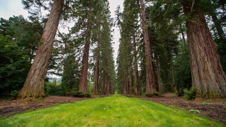The Secret Life of Trees.