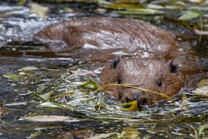 A Eurasian beaver male swimming in a pond in a large woodland enclosure soon after release