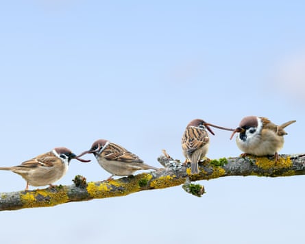 Four sparrows perch on a branch, two feeding the other two worms, beak to beak.