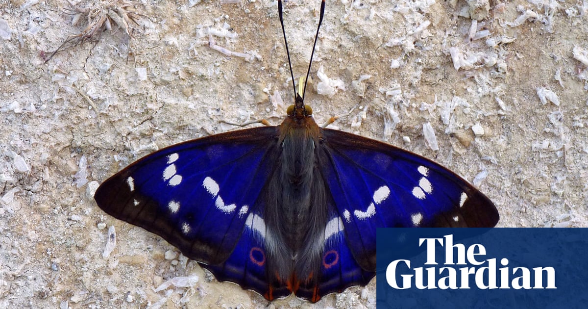 Rare butterfly hits purple patch at Sussex rewilding project | Butterflies Rare butterfly hits purple patch at Sussex rewilding project | Butterflies