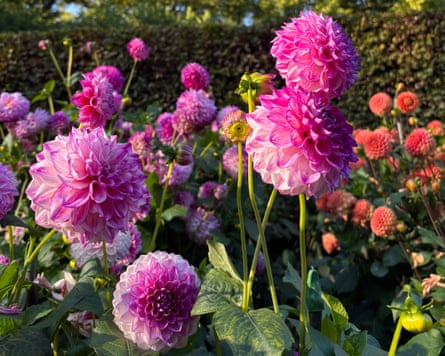 Bright purple dahlias in the foreground, along with dahlias of a redder shade and trees in the background