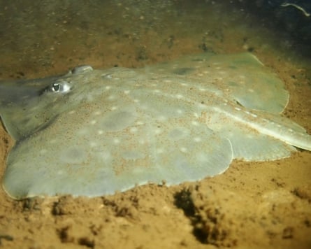 A Maugean skate in Macquarie Harbour, Tasmania, Australia