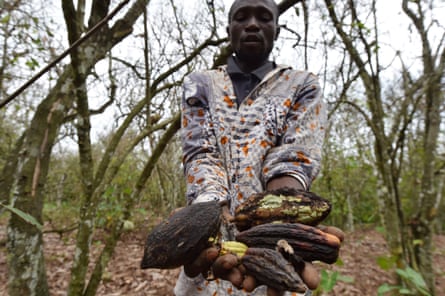 A cocoa farmer holds dried cocoa pods in Ivory Coast where insects have eaten the cocoa trees.
