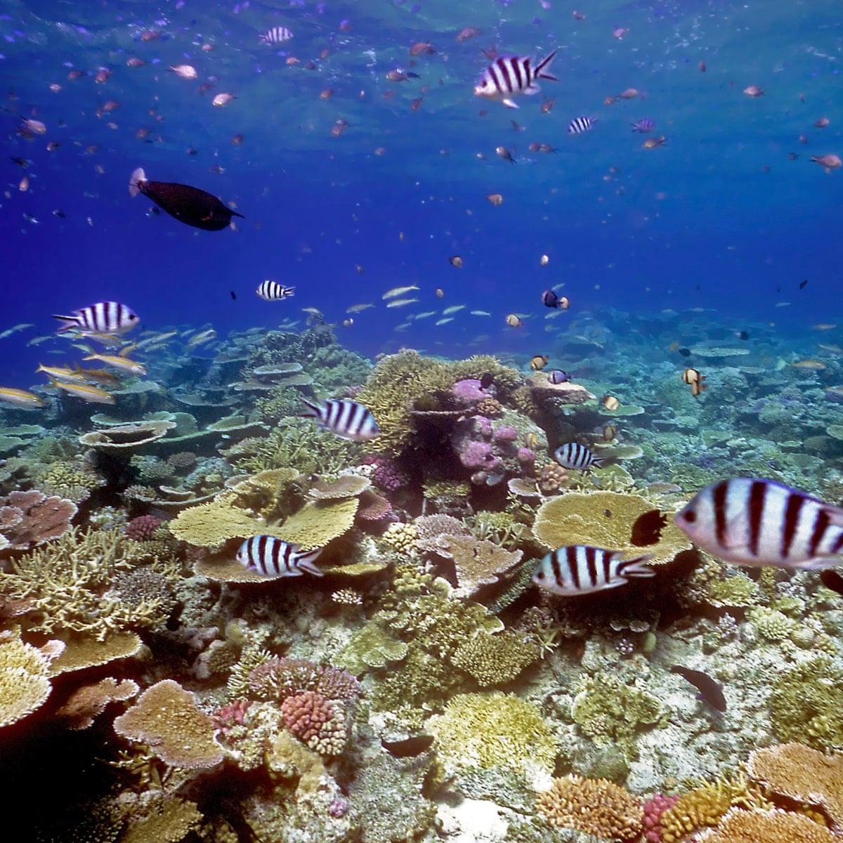 Healthy Coral Sounds Lure Fish Back To Abandoned Reefs Study Finds Coral The Guardian