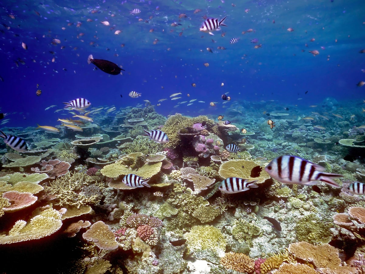 Healthy Coral Sounds Lure Fish Back To Abandoned Reefs Study Finds Coral The Guardian