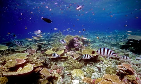 File photograph of healthy coral reef in northern Great Barrier Reef.
