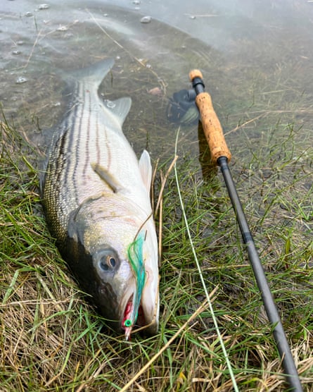 A striped bass laying on wet grass beside a fly fishing rod