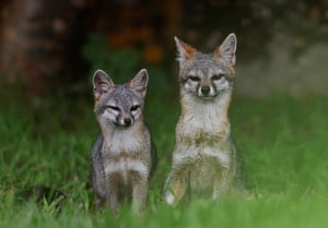 Two grey foxes sit in long grass