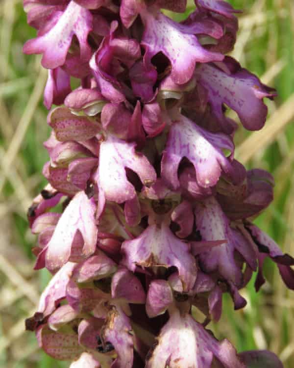 Giant orchids found growing wild in UK for first time | Wild flowers 1 One of the orchids found on a grassy slope near Didcot.
