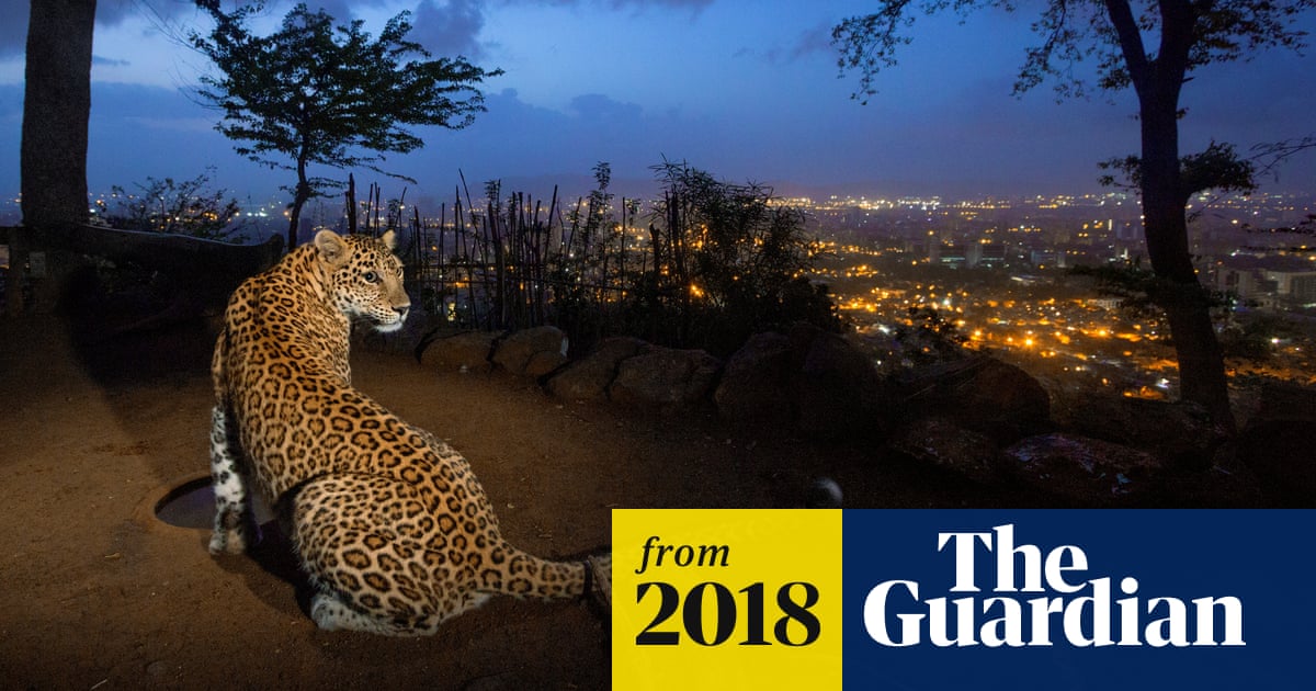 Mumbai's leopards have killed humans – but could they also be saving lives? | Cities | The Guardian