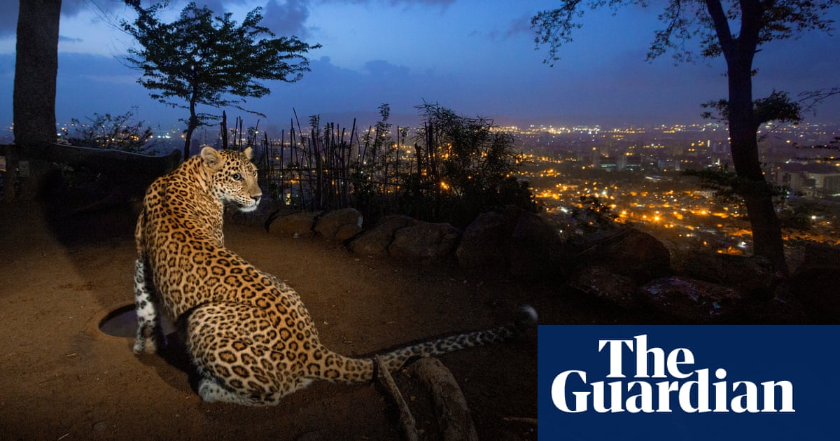Big cats, big cities: how Los Angeles and Mumbai live cheek by jowl with feline locals