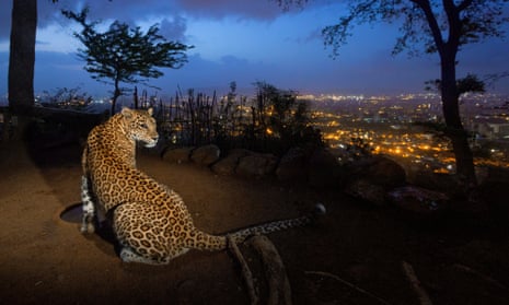 leopard overlooks mumbai  Sanjay Gandhi National Park.