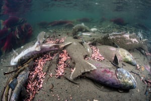A group of dead sockeye salmon (Oncorhynchus nerka) and eggs in their spawning river.