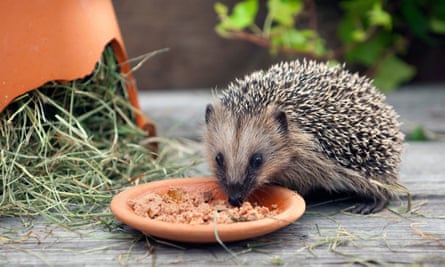 A hedgehog takes a liking to cat food.