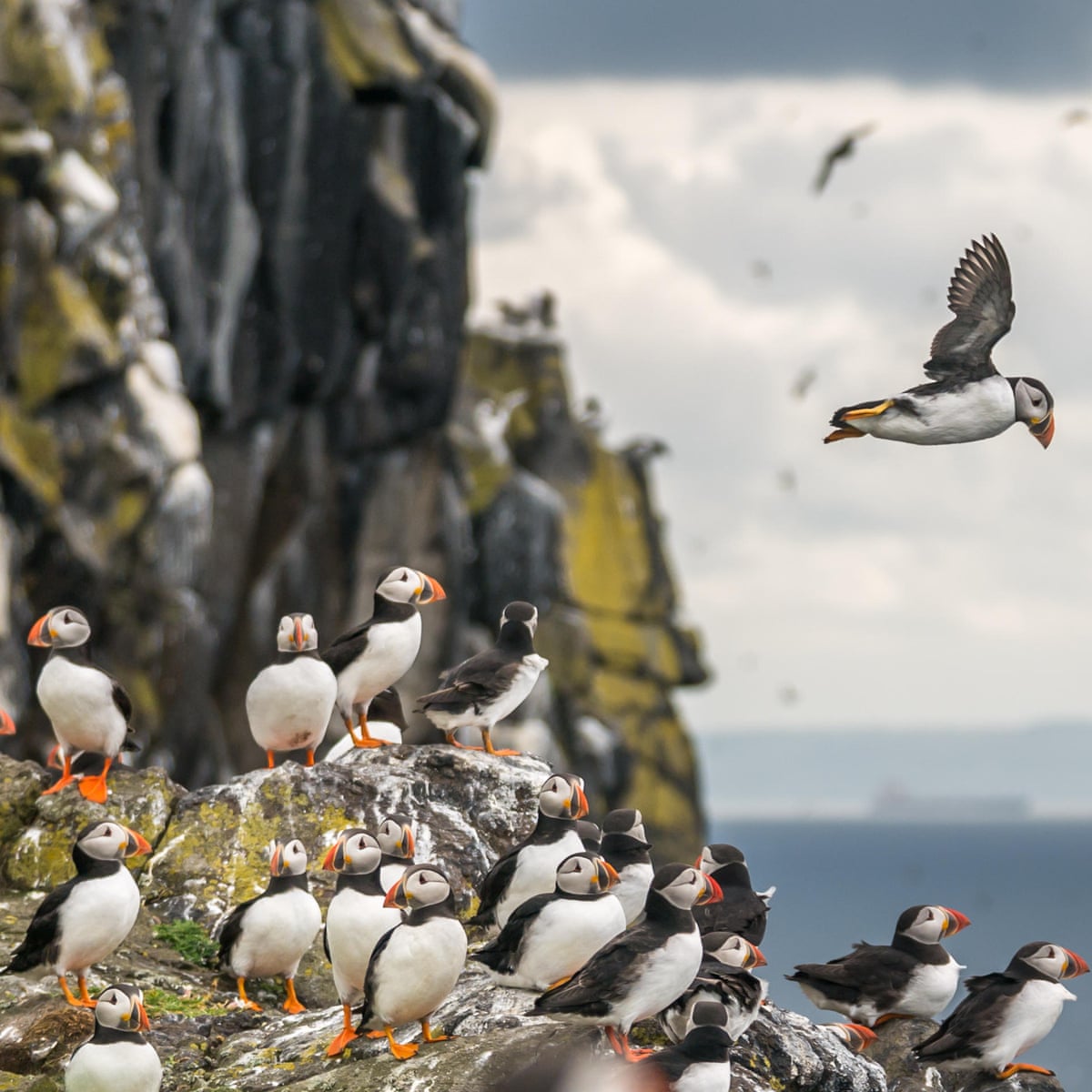 Puffin classics: a wildlife tour of eastern Scotland | Scotland holidays | The Guardian