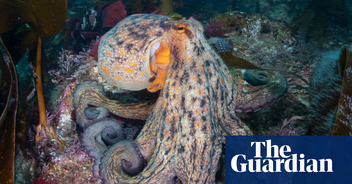 Octopus surge spreads up UK coast as far as Scotland, study finds Octopus surge spreads up UK coast as far as Scotland, study finds